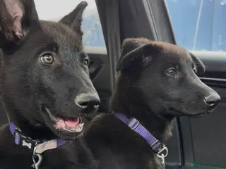 German Shepherd dogs Healthy German Shepherd Puppies - Advert 2