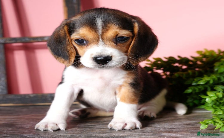 Beagle dogs - Advert 1