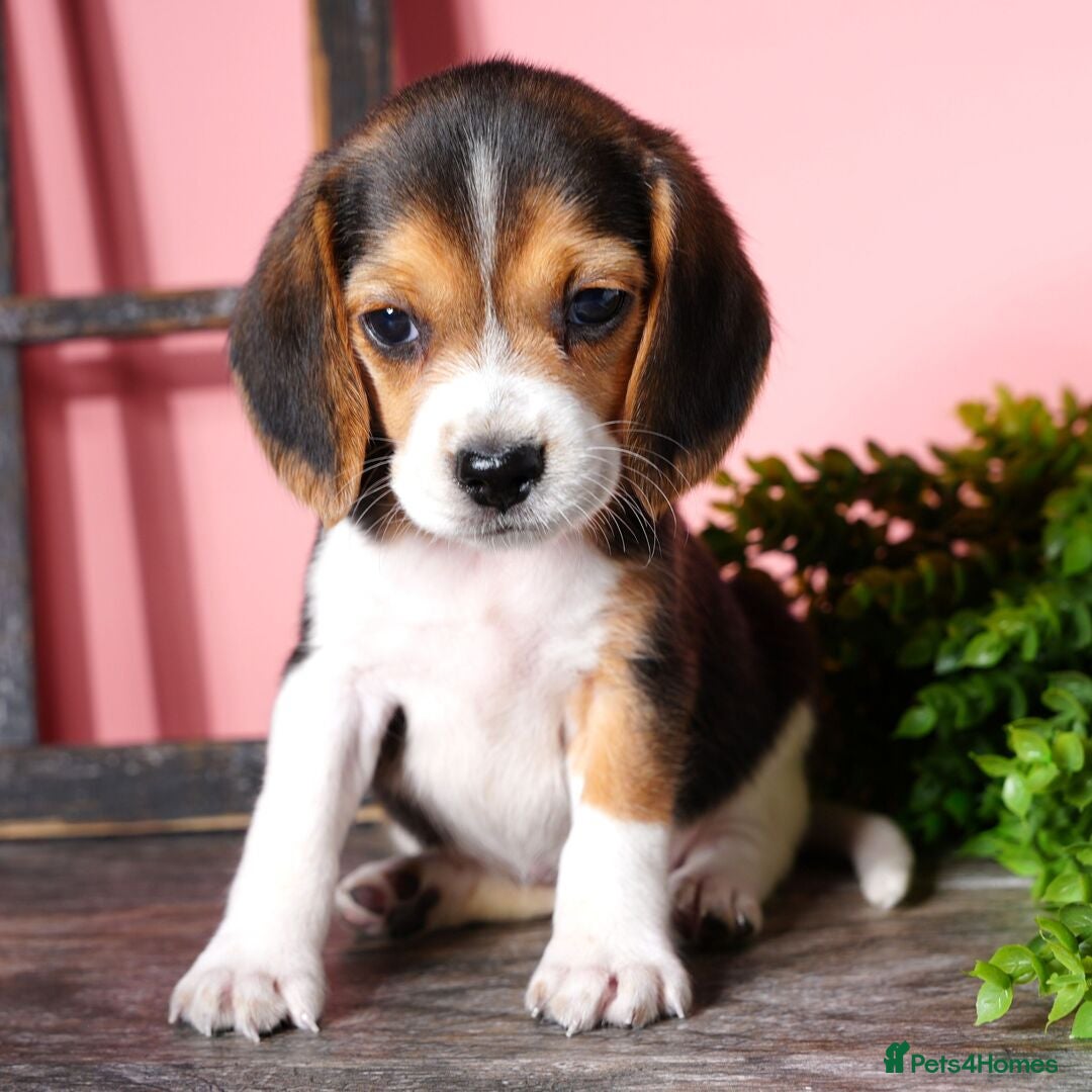 Beagle dogs for sale: Purebred Beagle Puppies - Ready Now! - Image 1
