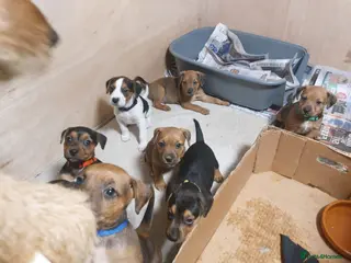 Mixed Breed dogs Beagle x lakeland - Advert 15