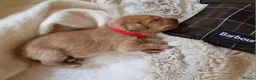 Labrador Retriever dogs for sale: K.C. FOX RED/YELLOW - LABRADOR RETRIEVER PUPPIES - Advert 6