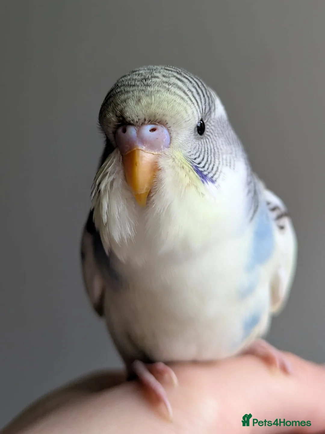 Budgerigars birds for sale: Hand tamed baby budgies for sale - Advert 8