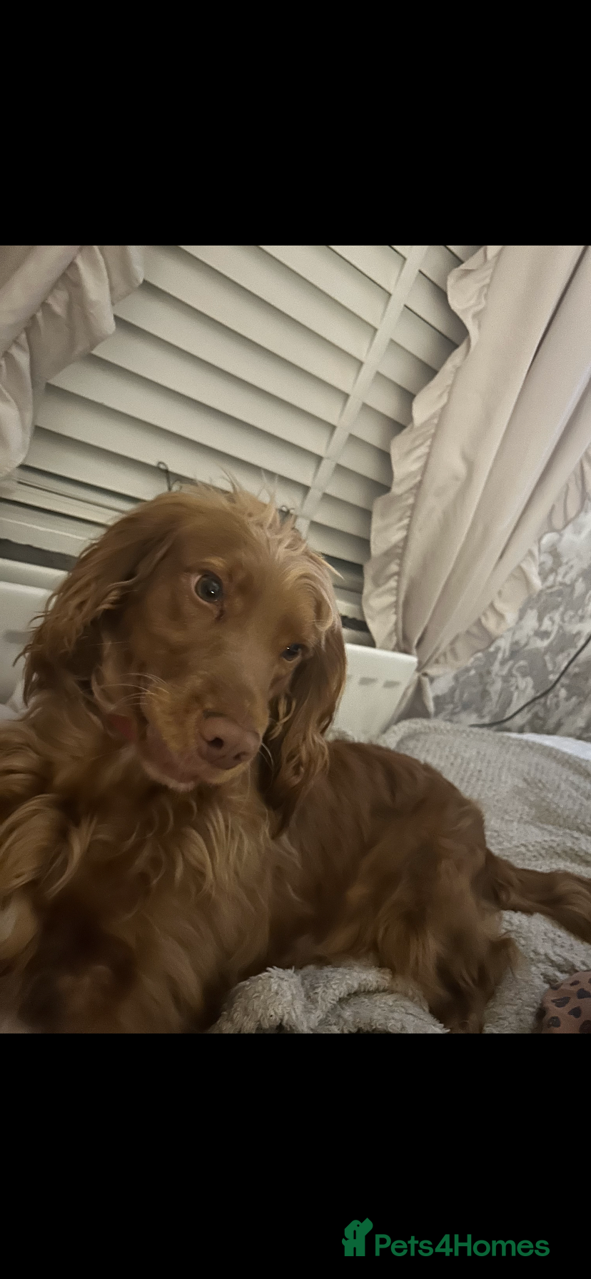 Cocker Spaniel dogs Female ginger cocker spaniel for sale.  - Advert 1