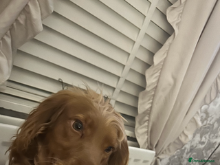 Cocker Spaniel dogs Female ginger cocker spaniel for sale. - Advert 4