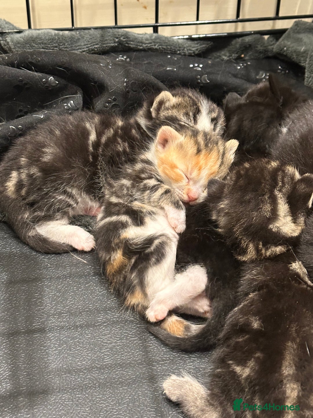 Domestic Shorthair cats for sale: Kittens - Image 17