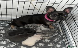 French Bulldog dogs for sale: READY TO LEAVE TODAY French bulldogs - Image 4