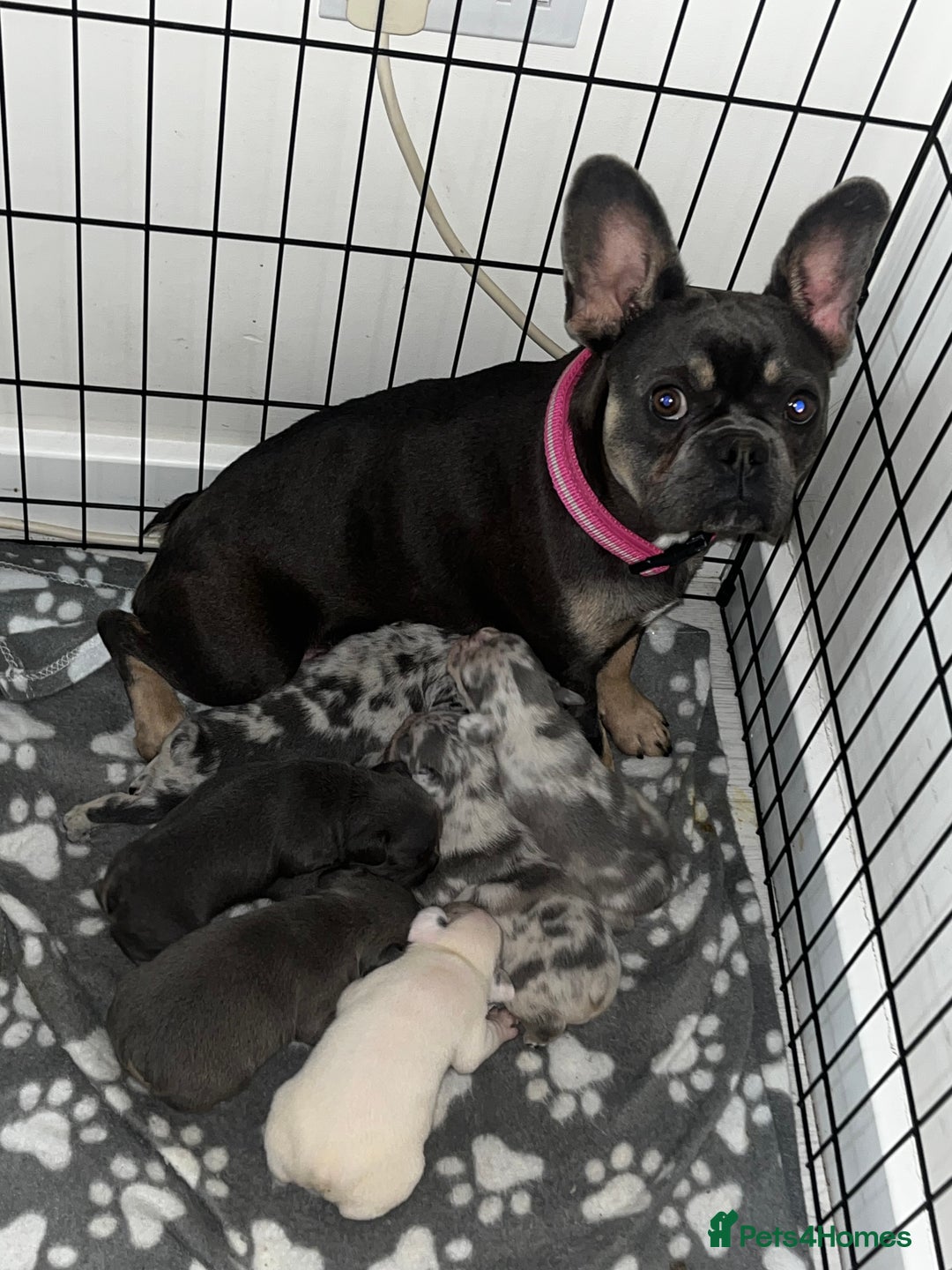 French Bulldog dogs for sale: READY TO LEAVE TODAY French bulldogs - Image 4