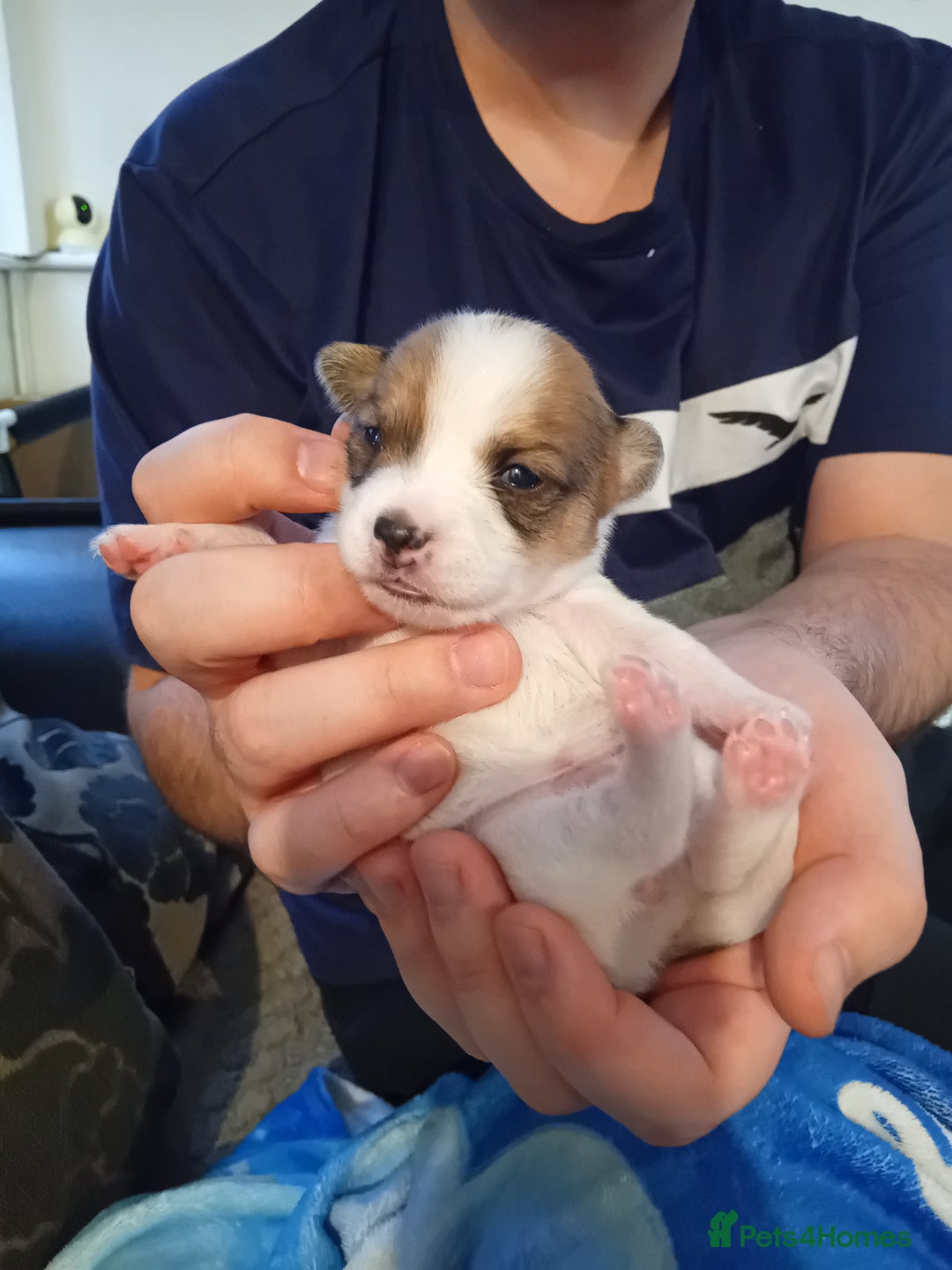 Jack Russell dogs for sale: 6 beautiful Jack russells available  - Advert 9