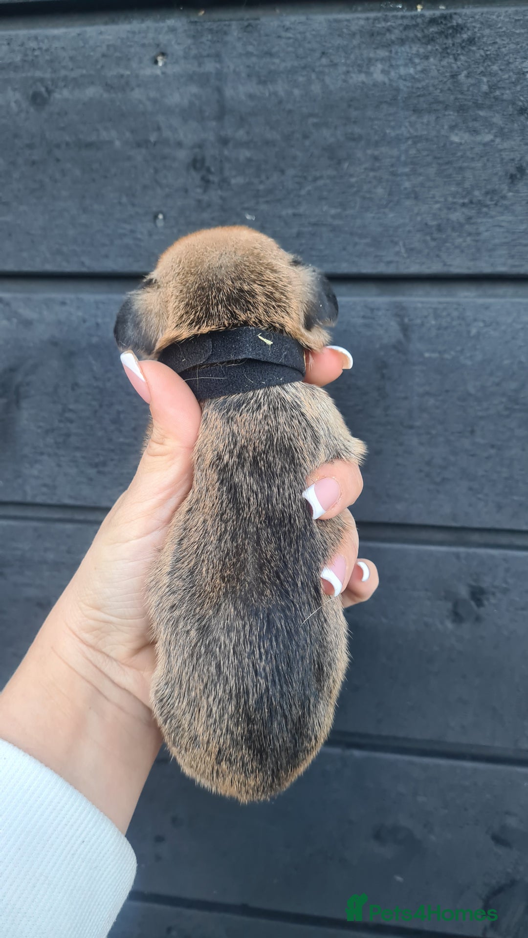 Mixed Breed dogs for sale: Patterjack x daxies pups available  - Advert 19