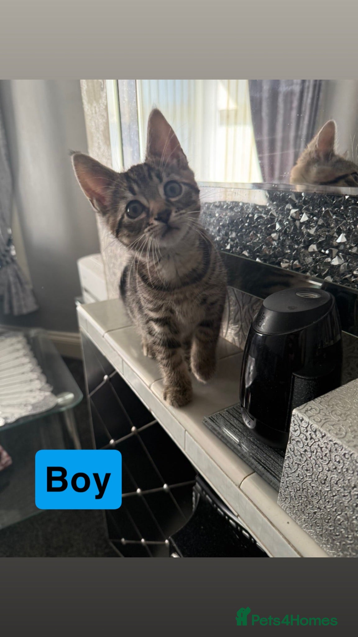 Bengal cats Kittens for sale ! - Advert 8