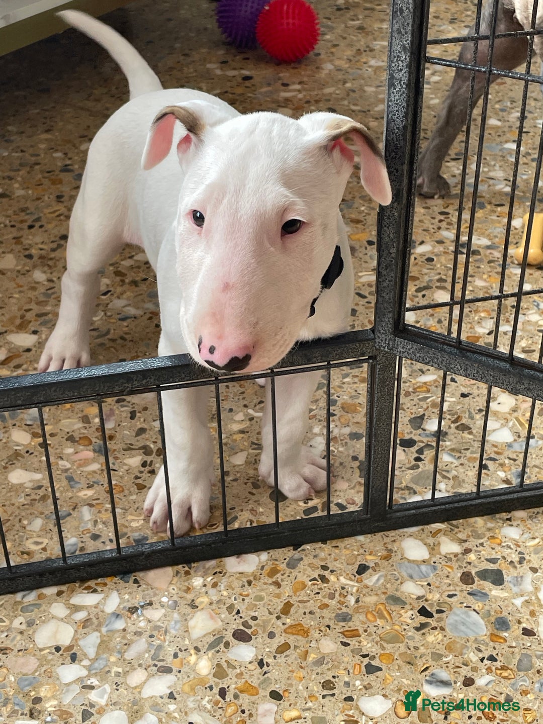 Bull Terrier White Pines Bullmastiff Staffordshire Bull Terrier