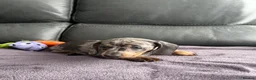 Dachshund dogs for sale: Miniature dachshunds for sale - Advert 5
