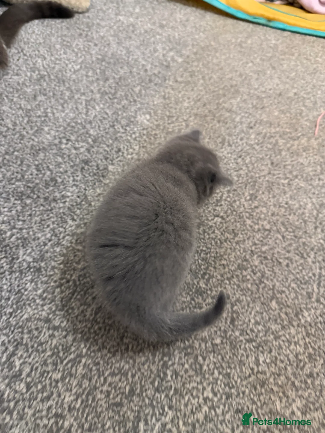 British Shorthair cats for sale: Beautiful rare colour  - Advert 6