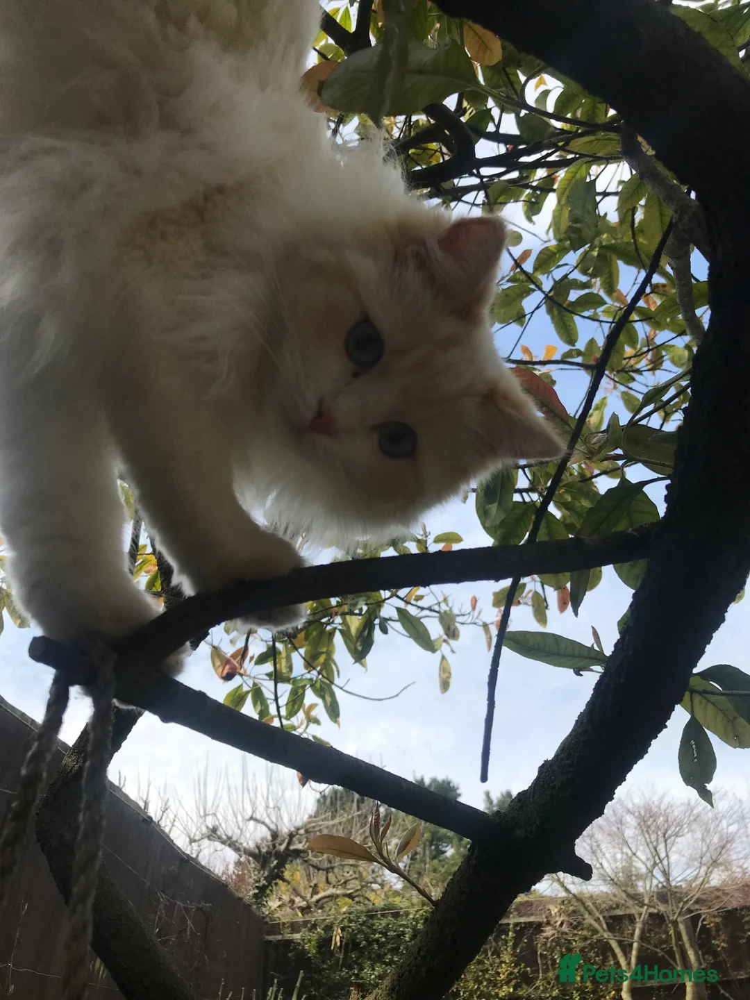 Ragdoll cats for sale: Flame and Seal point kittens  - Advert 2