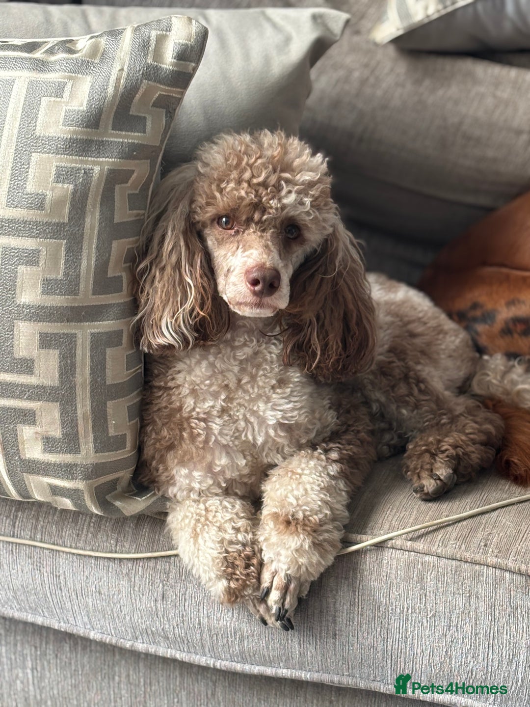 Cockapoo dogs for sale: Health tested Toy Cockerpoos - Advert 19