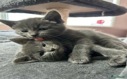 Russian Blue cats for sale: 🤎Healthy blue russians kitties so sweet - Image 1