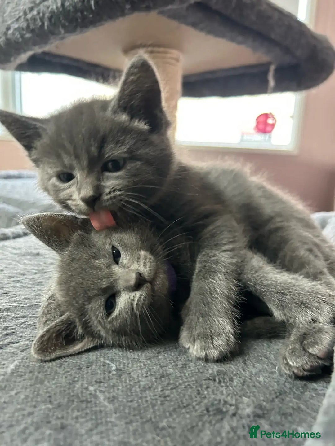 Russian Blue cats for sale: 🤎Healthy blue russians kitties so sweet - Image 1