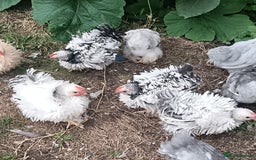 Chickens poultry for sale: £25 each for a fancy chicks - Image 1