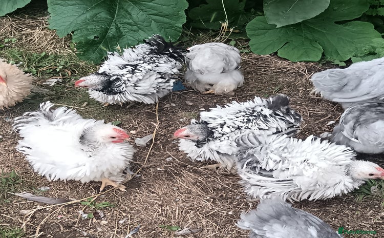 Chickens poultry - Advert 2