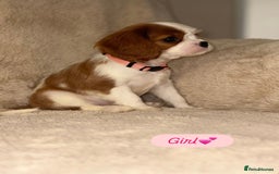Cavalier King Charles Spaniel dogs for sale: King Charles Cavalier Puppies  - Image 12