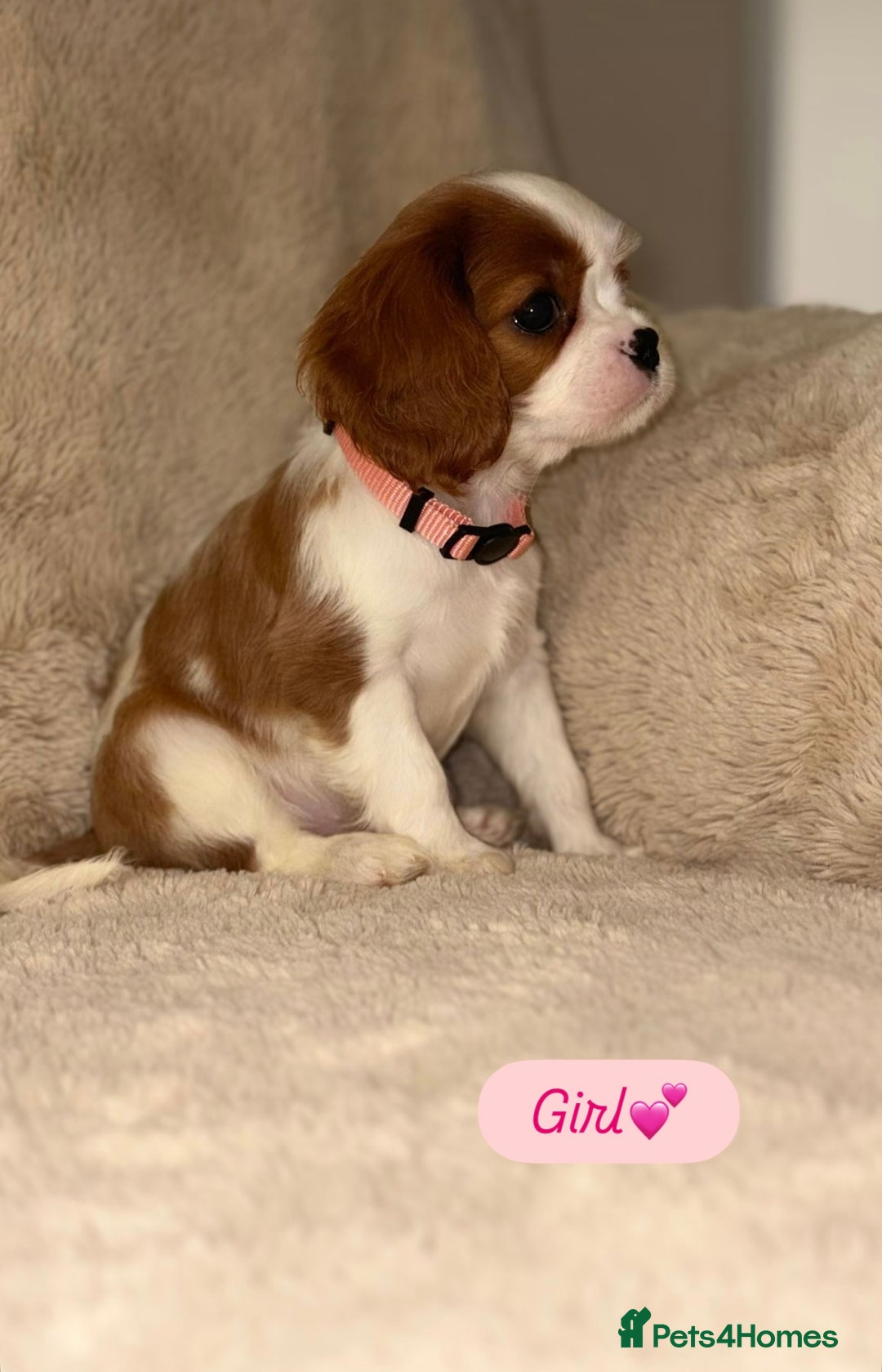 Cavalier King Charles Spaniel dogs for sale: King Charles Cavalier Puppies  - Image 12