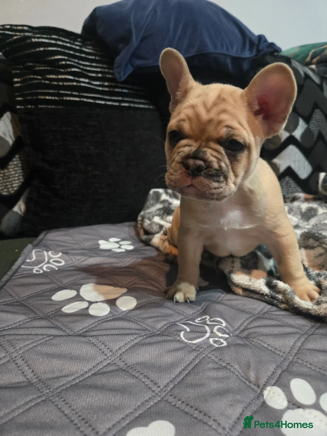 French Bulldog dogs for sale: 2 Frenchie pups ready 1 week - Advert 12
