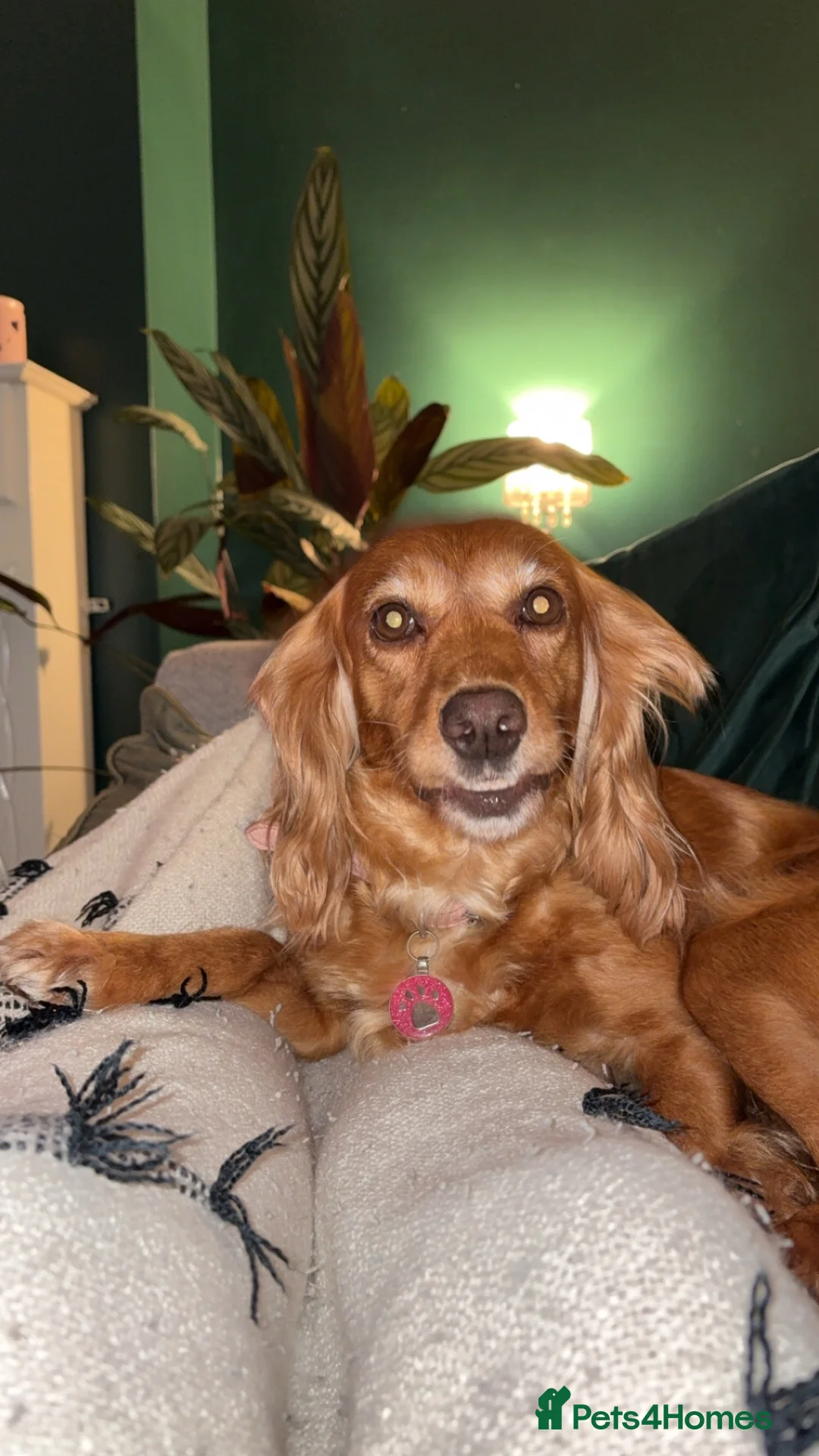 Cocker Spaniel dogs for sale: 6 year old cocker spaniel  - Advert 2