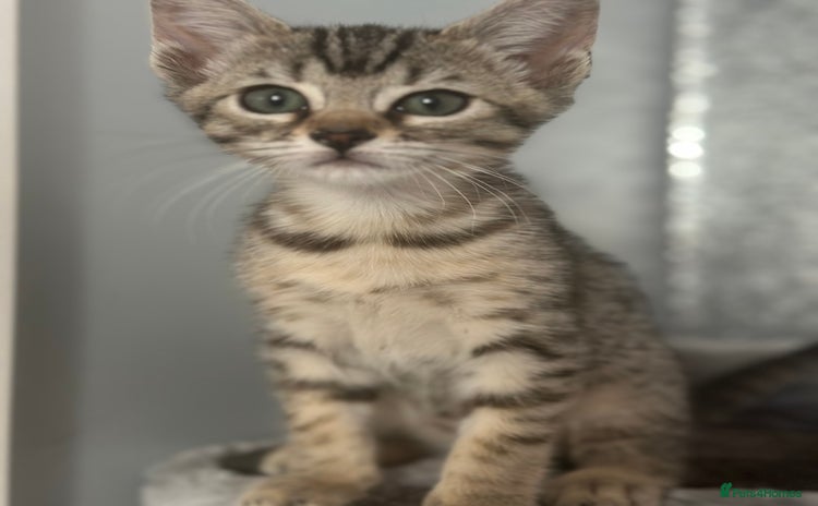 Mixed Breed cats - Advert 14