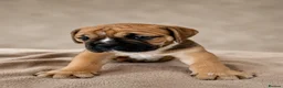Olde English Bulldogge dogs for sale: QUALITY BRED OLDE ENGLISH BULLDOGGE - Advert 2