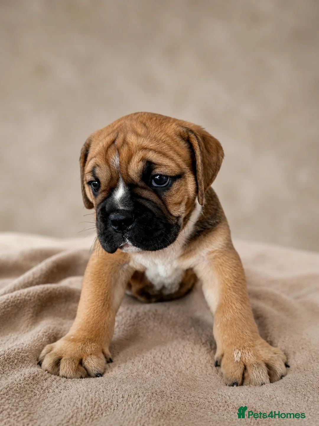 Olde English Bulldogge dogs for sale: QUALITY BRED OLDE ENGLISH BULLDOGGE - Advert 2