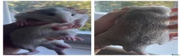 Rat rodents for sale: 5 dumbo bucks available  in Skelmersdale - Advert 3
