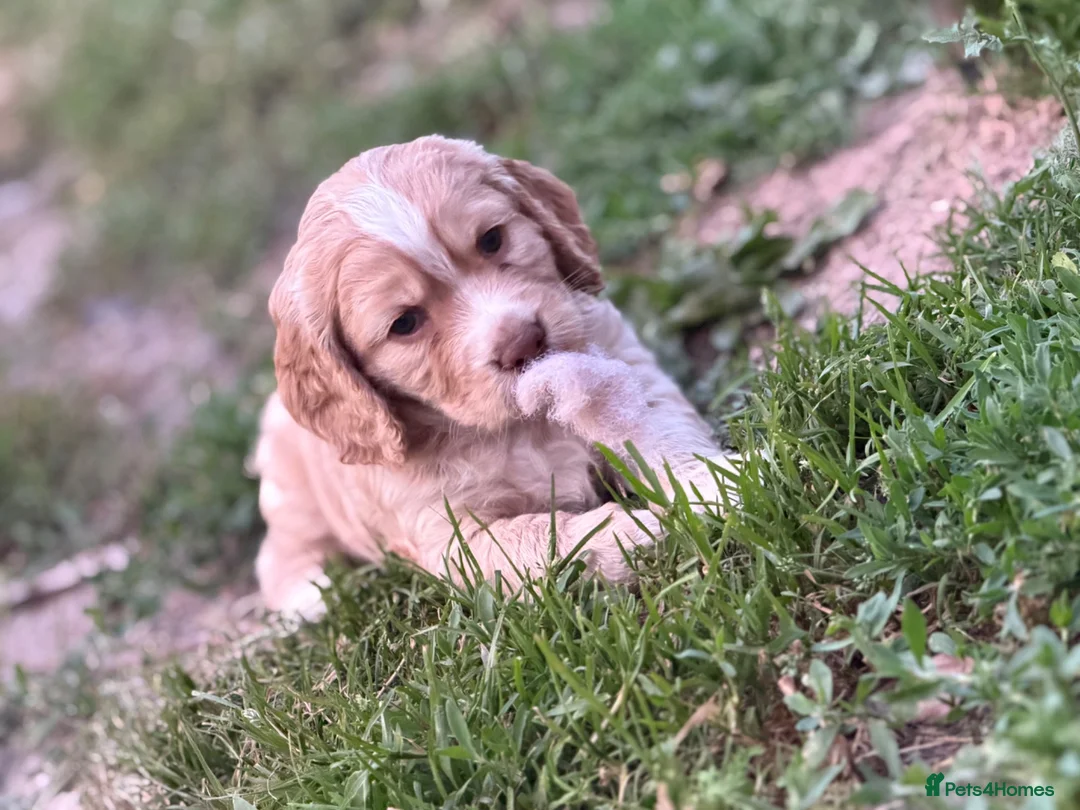Sprocker dogs for sale: Gorgeous golden working sprokers - Advert 13