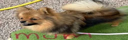 Pomeranian dogs for sale: Pomeranian Boy - Advert 6