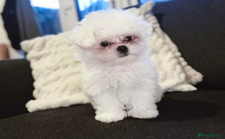 Maltese dogs in Tonbridge - Advert 15