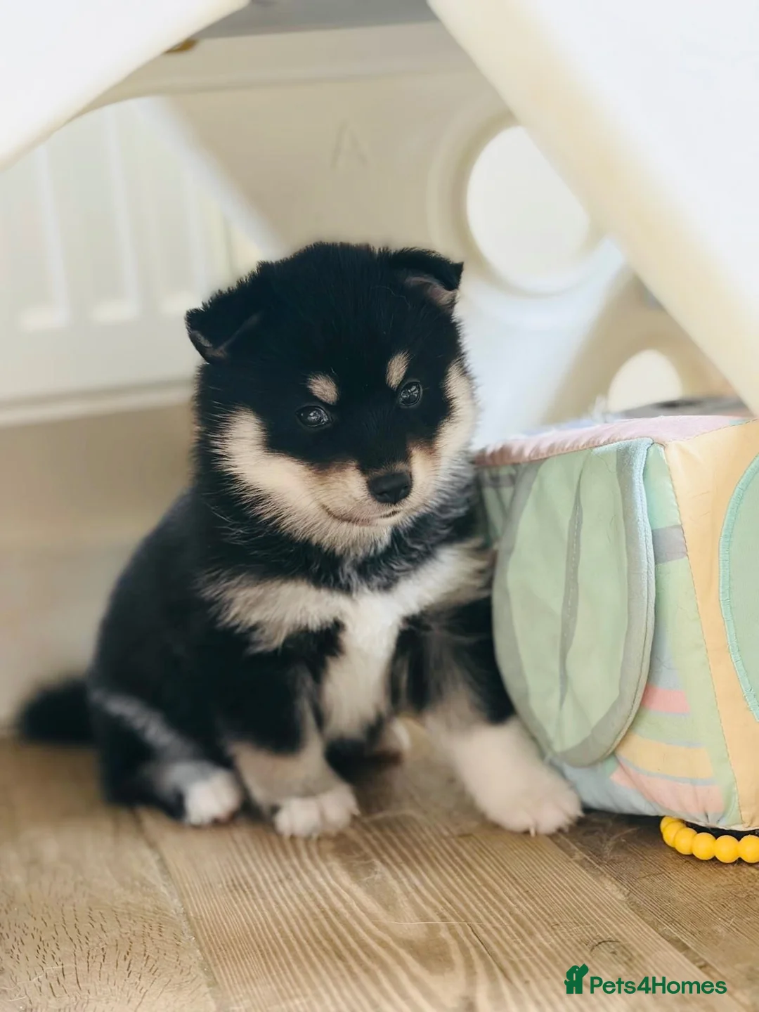 Pomsky dogs for sale: Stunning F3 Pomsky Puppies - Advert 2