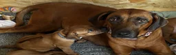 Rhodesian Ridgeback dogs for sale: Stunning Rhodesian Ridgeback Puppies for Sale - Advert 1