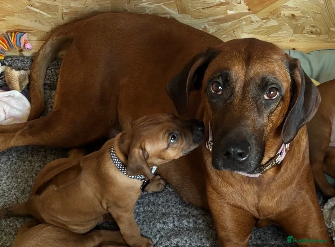 Rhodesian Ridgeback dogs for sale: Stunning Rhodesian Ridgeback Puppies for Sale - Advert 1