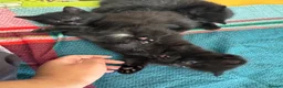 Domestic Shorthair cats for sale: White and black kittens (Currently 1 month) in Croydon - Advert 12