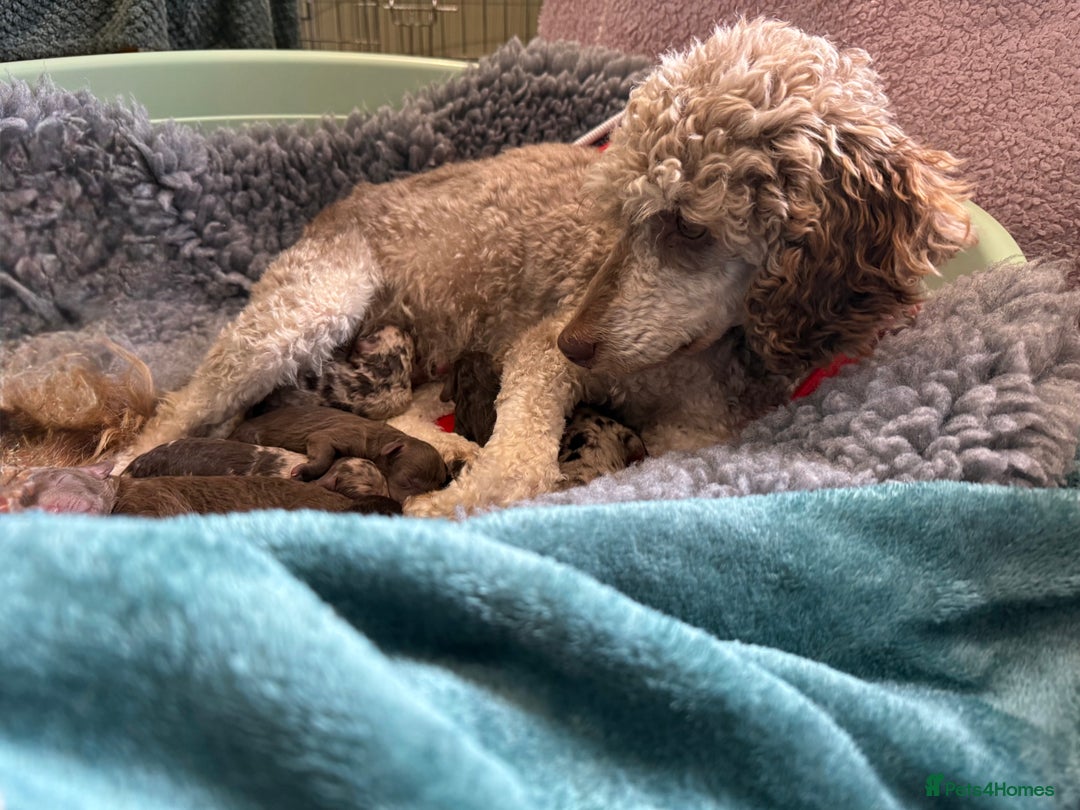 Miniature Poodle dogs for sale: Beautiful Miniature Poodle pups  - Image 18