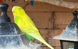 Budgerigars birds for sale: Budgies for sale - Image 2