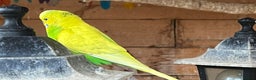 Budgerigars birds for sale: Budgies for sale - Advert 2