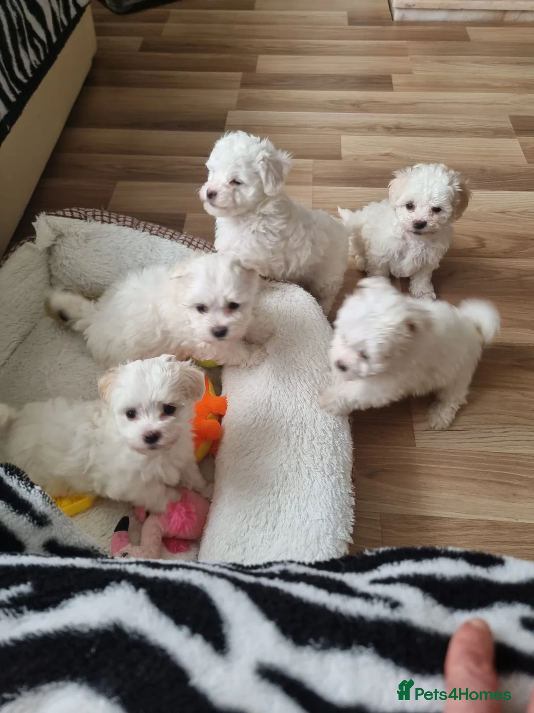 Bichon Frise dogs for sale: Bichon Frise❤️❤️🩵🩵🩵 - Advert 2