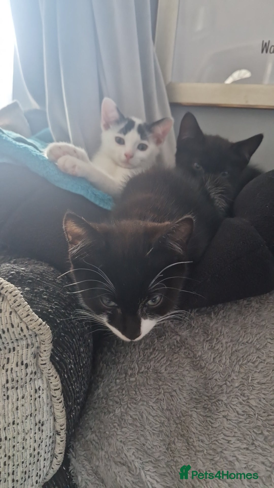 Mixed Breed cats for sale: Lovely mixed breed kittens  - Image 2