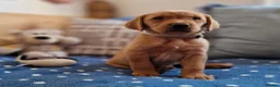 Springador dogs for sale: STUNNING FOX RED SPRINGADOR PUPPIES - Advert 10