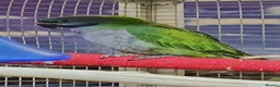 Parrots birds for sale: PARROTS/AMAZONS/PARAKEETS  - Advert 28
