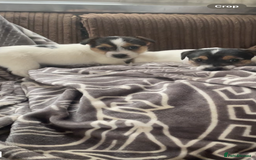 Jack Russell dogs for sale: Jack Russell 2 girls 1 boy - Advert 6