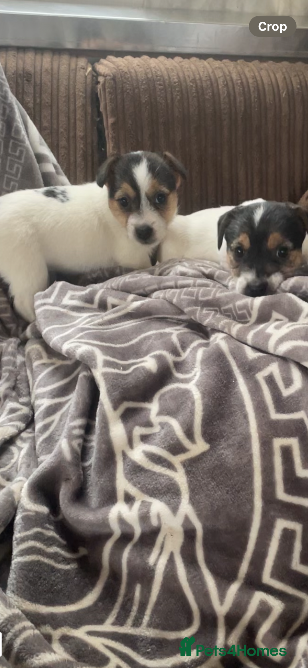 Jack Russell dogs for sale: Jack Russell 2 girls 1 boy - Advert 6