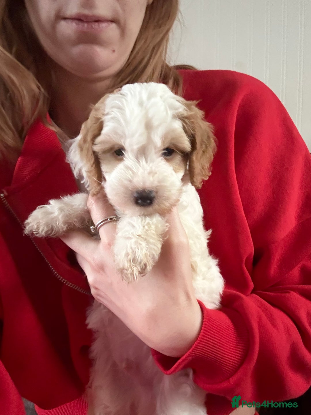 Cockapoo dogs for sale: F1 Unique Cockapoo Puppies  - Advert 15