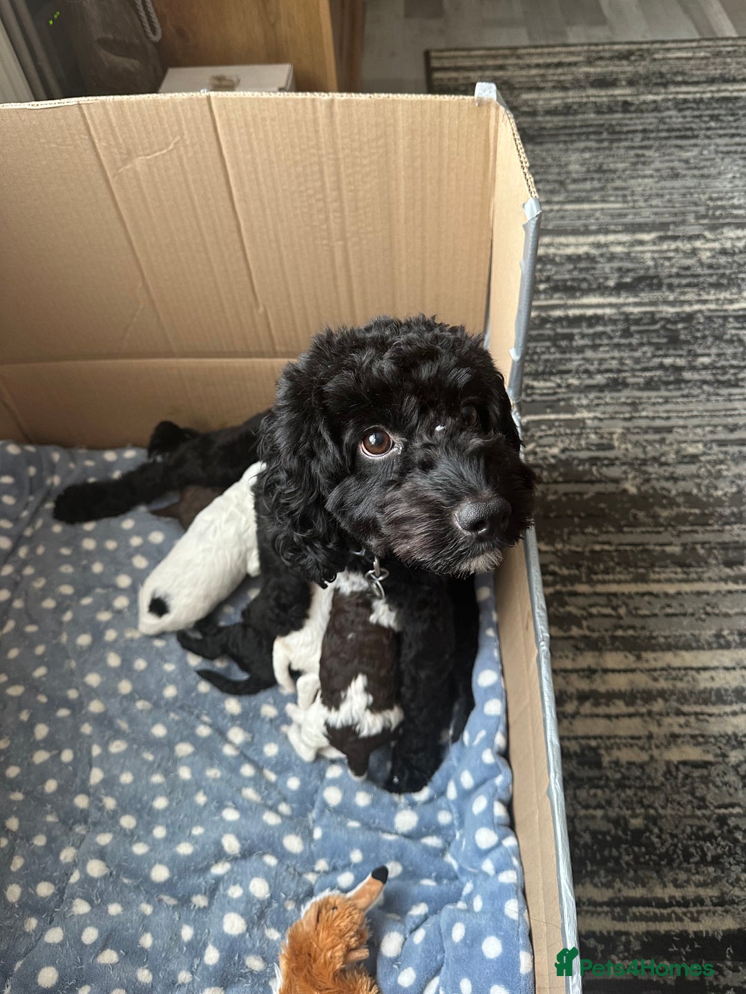 Cockapoo dogs for sale: 7 Gorgeous Cockapoo puppies for sale in St Albans - Image 2