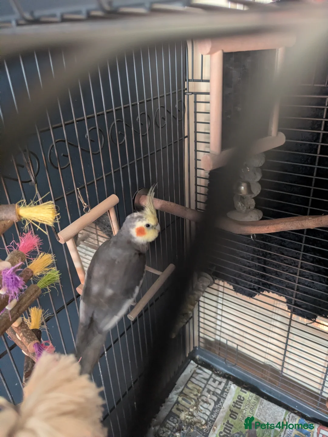 Cockatiels birds for sale: Male Cockatiel Untamed in Oldbury - Advert 1